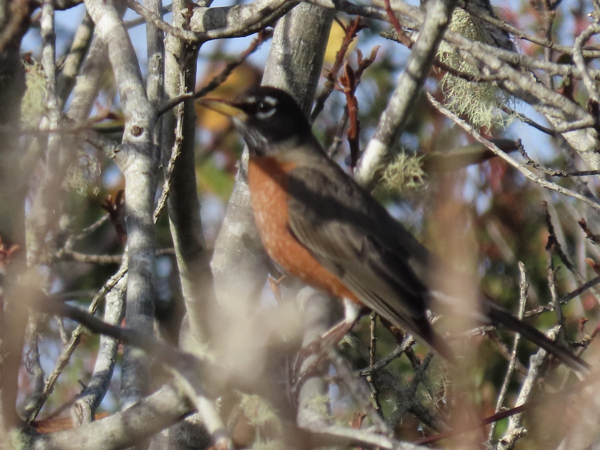 drozd stěhovavý - ML646654179