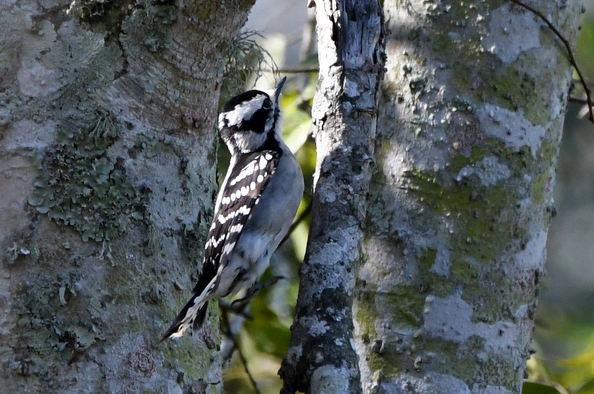 セジロコゲラ - ML646654181