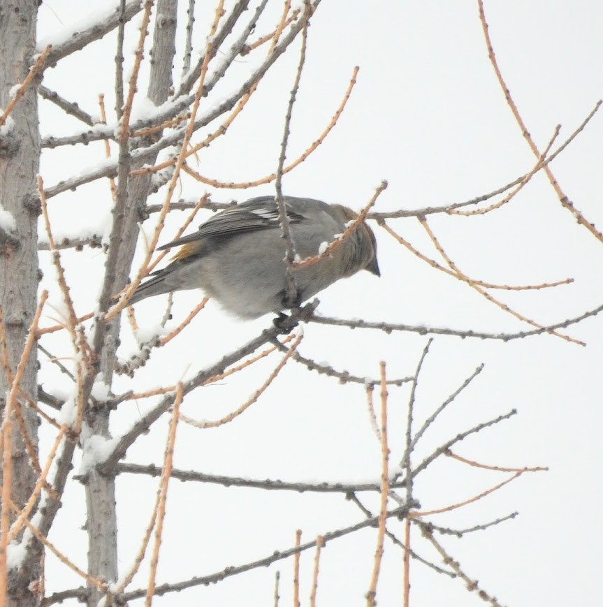 Hakengimpel - ML646654183