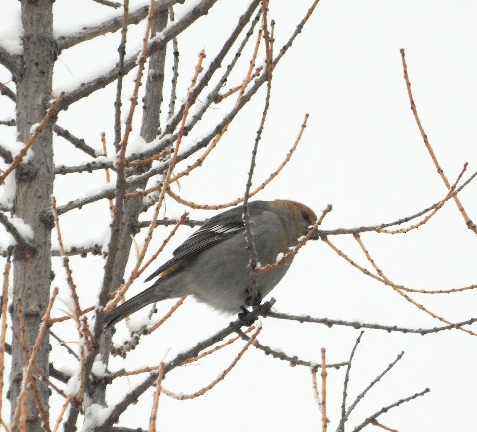 Hakengimpel - ML646654184