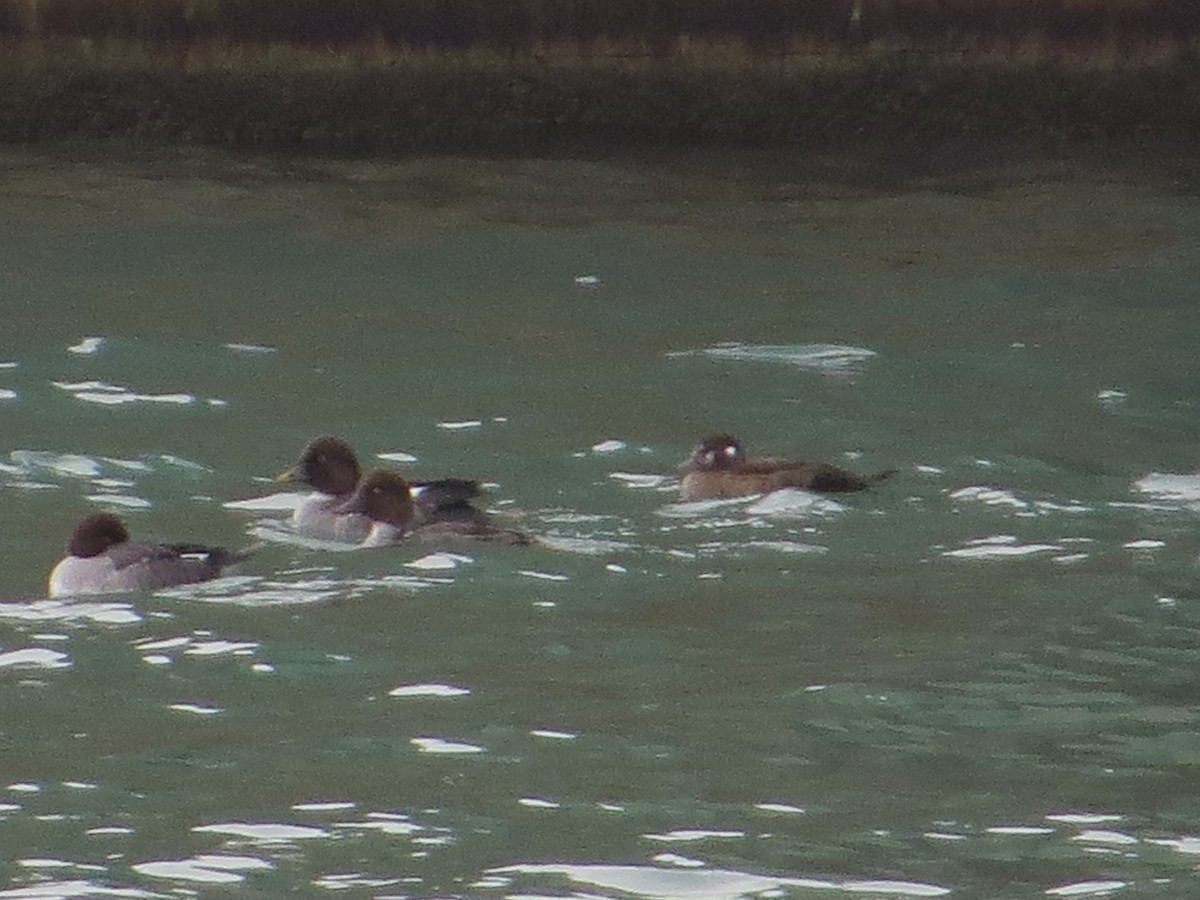 Harlequin Duck - ML646654186