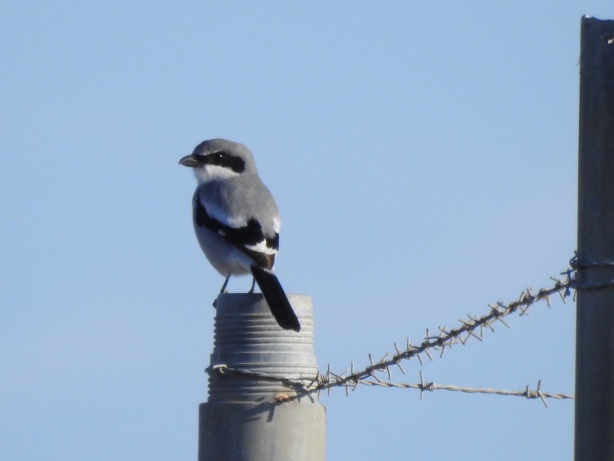 Pie-grièche migratrice - ML646654190