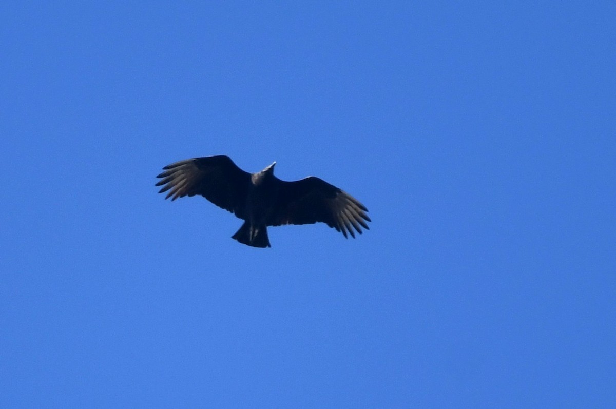 クロコンドル - ML646654192