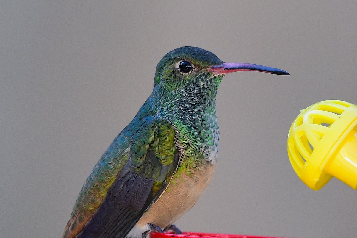 Buff-bellied Hummingbird - ML646654196