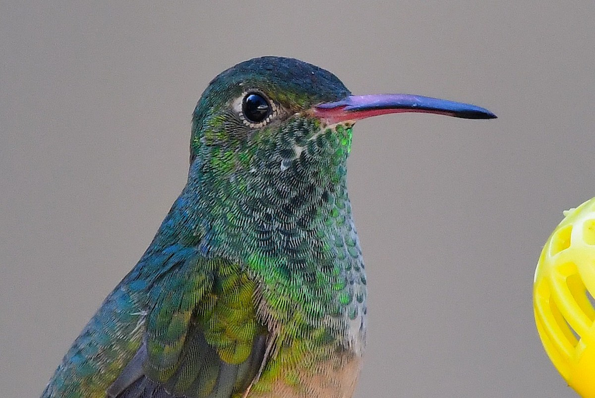 Buff-bellied Hummingbird - ML646654197