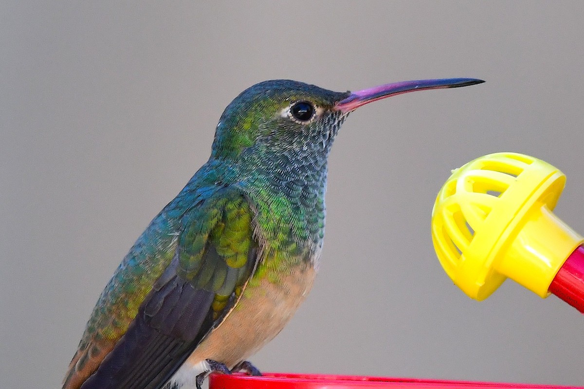 Buff-bellied Hummingbird - ML646654198