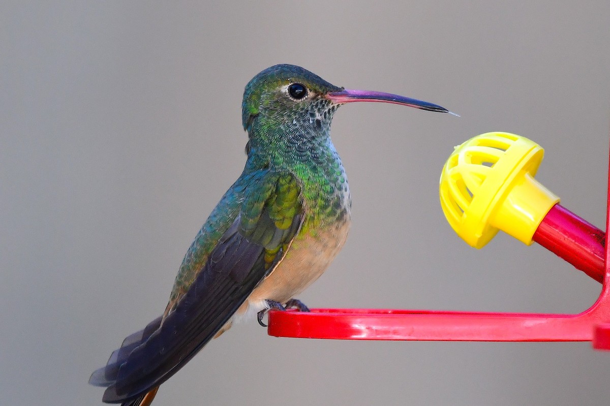 Buff-bellied Hummingbird - ML646654199