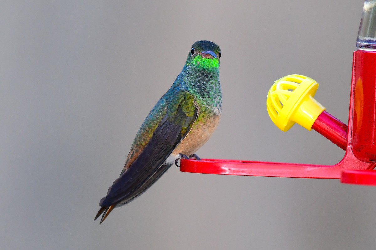 Buff-bellied Hummingbird - ML646654200