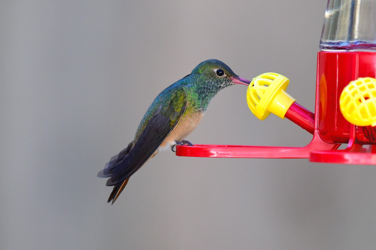 Buff-bellied Hummingbird - ML646654201