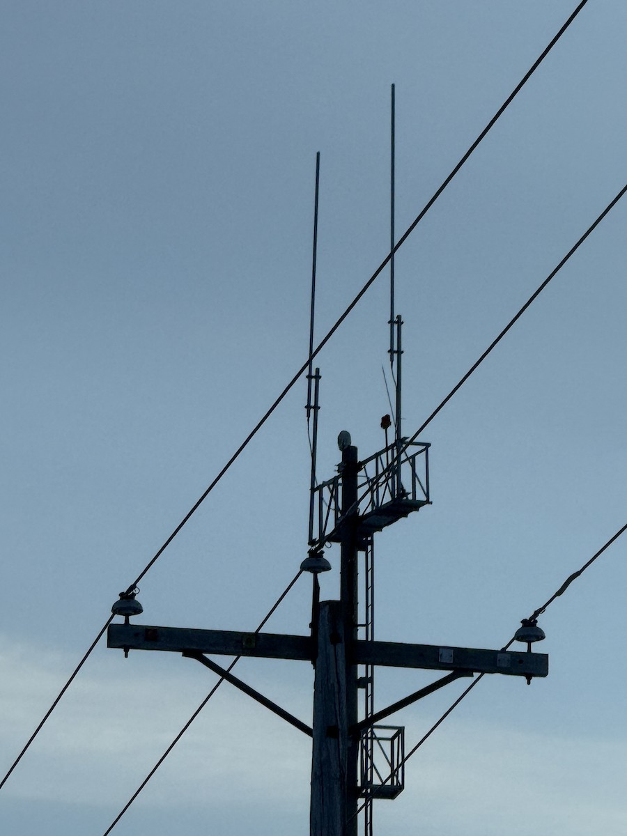 Snowy Owl - ML646654203