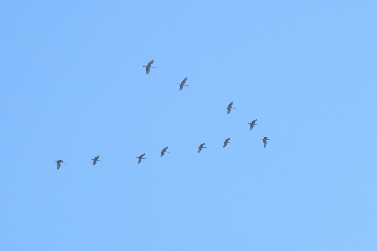 Орог тогоруу - ML646654204