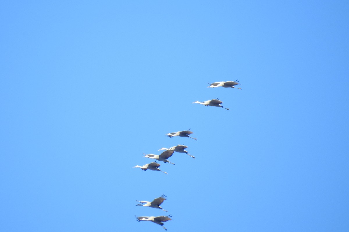 Орог тогоруу - ML646654205