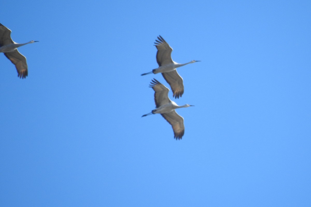 Орог тогоруу - ML646654206