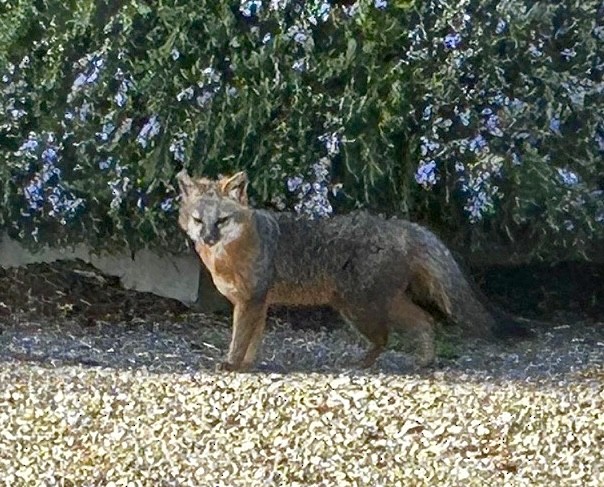 Animals - ML646654207