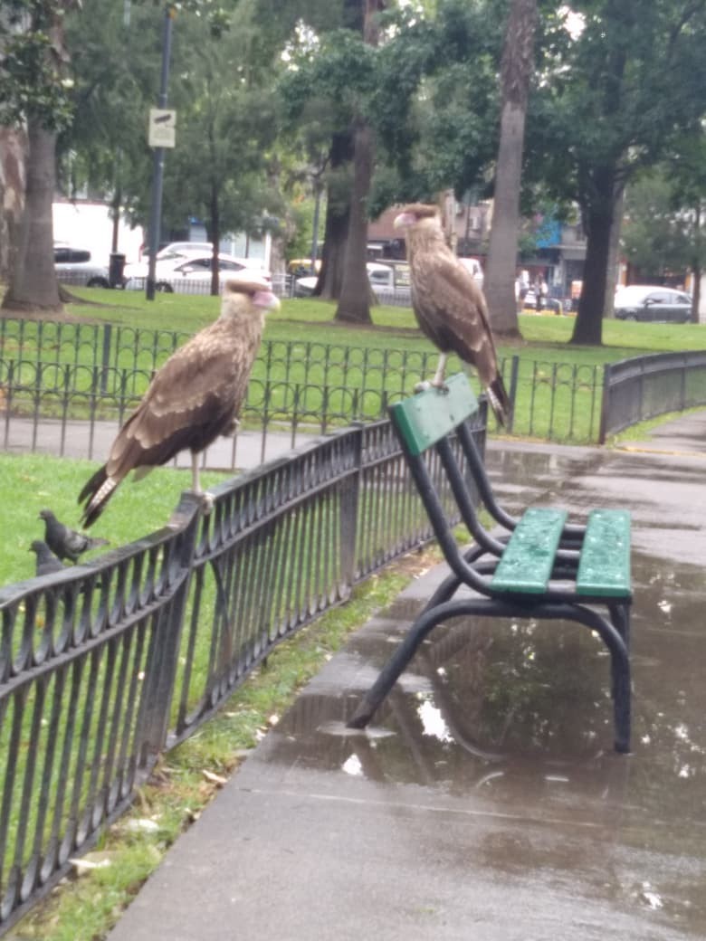 Crested Caracara - ML646654208