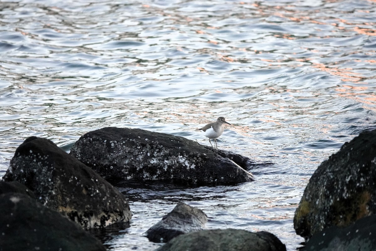 strandsnipe - ML646654209