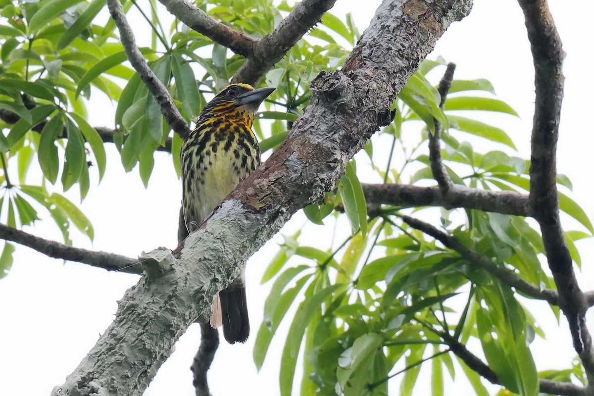 Gilded Barbet - ML646654210
