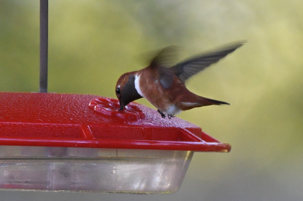 アカフトオハチドリ - ML646654211