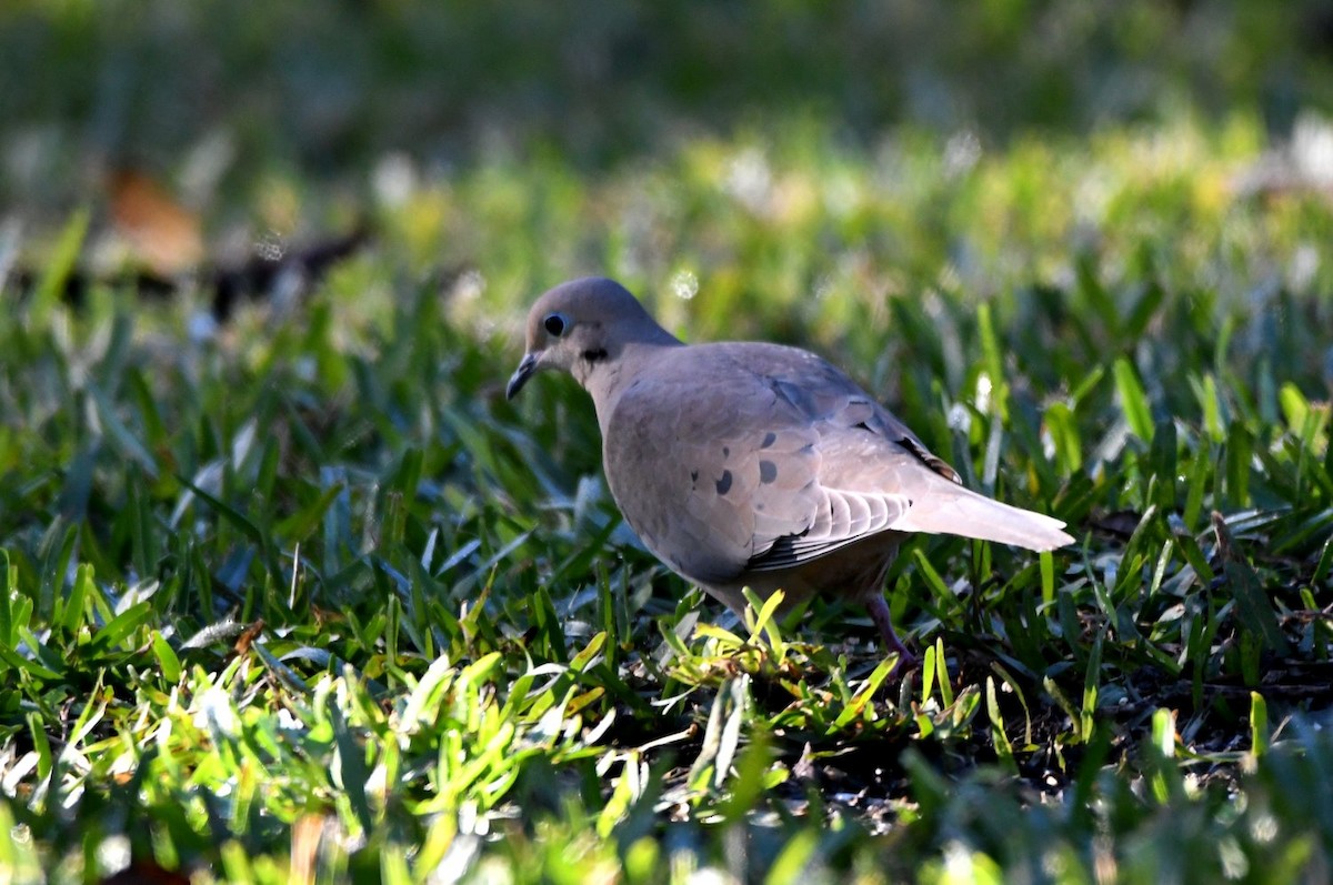 ナゲキバト - ML646654212