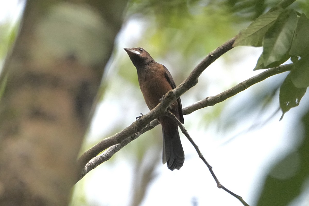 Tangara des palmiers - ML646654213