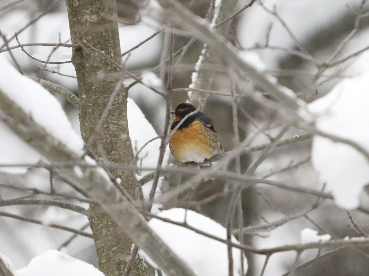Varied Thrush - ML646654214