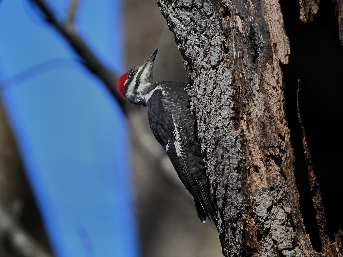 Pileated Woodpecker - ML646654216