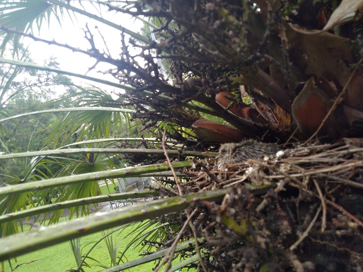 Zenaida belarriduna - ML646654217