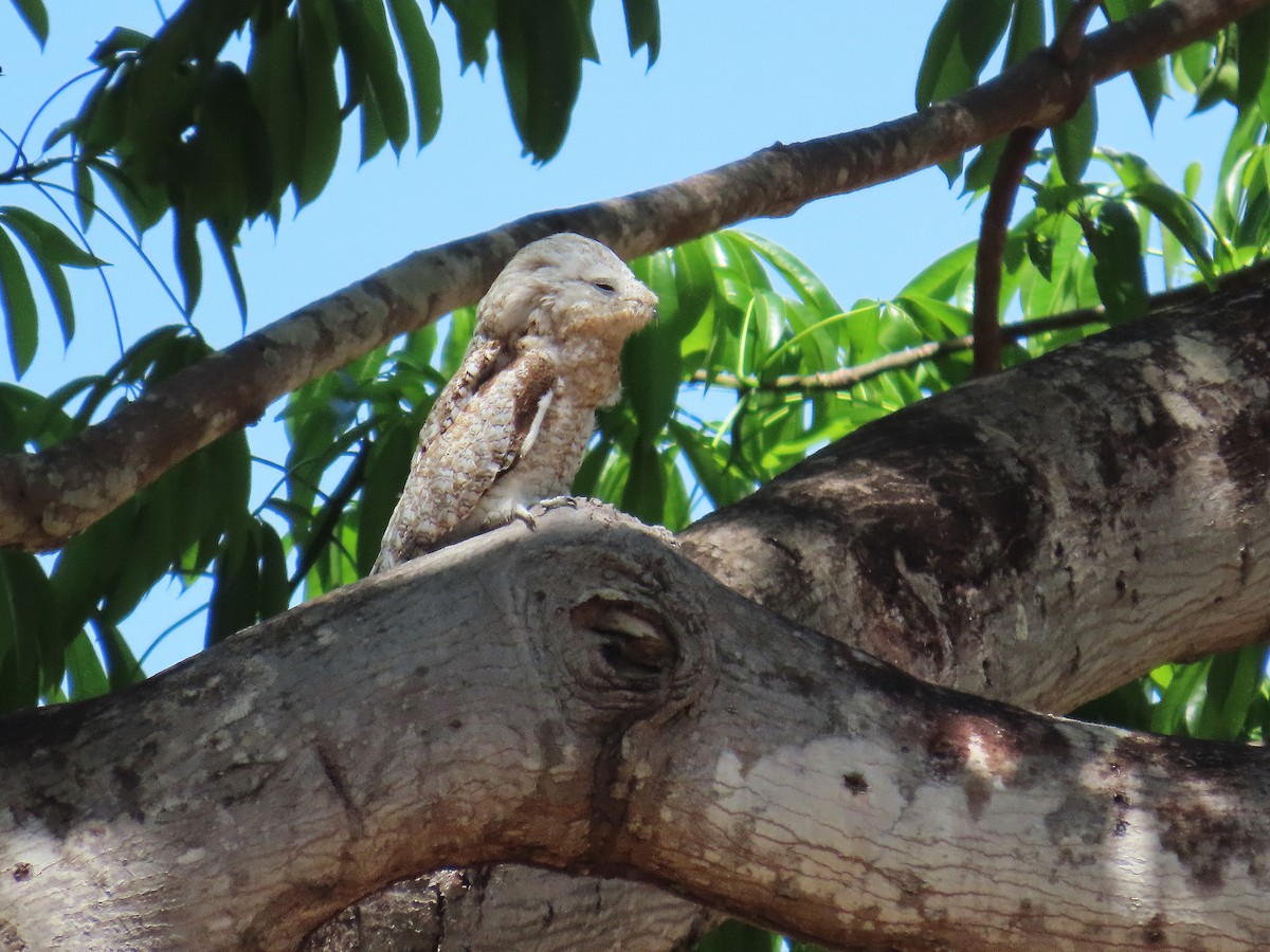 Поту великий - ML646654218