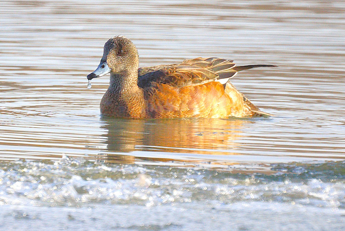 American Wigeon - ML646654220