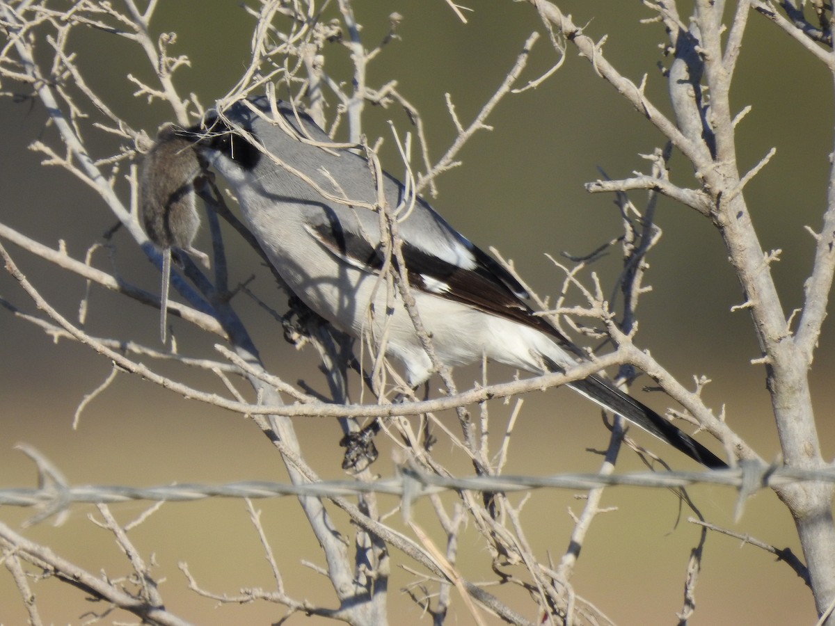Pie-grièche migratrice - ML646654221