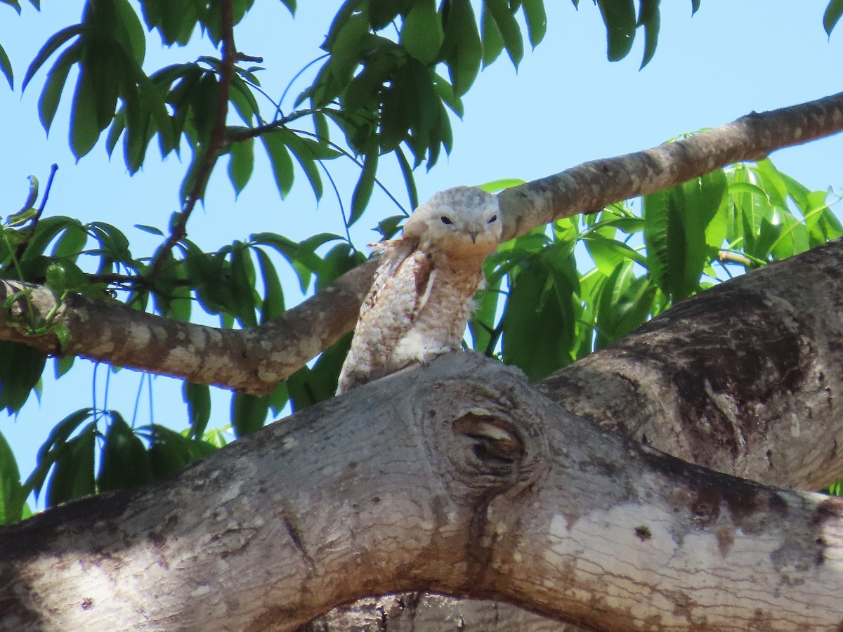 Поту великий - ML646654222