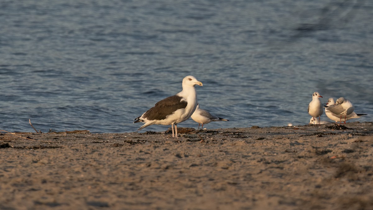 Great Black-backed Gull - ML646654225