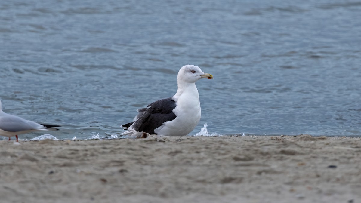 Great Black-backed Gull - ML646654226
