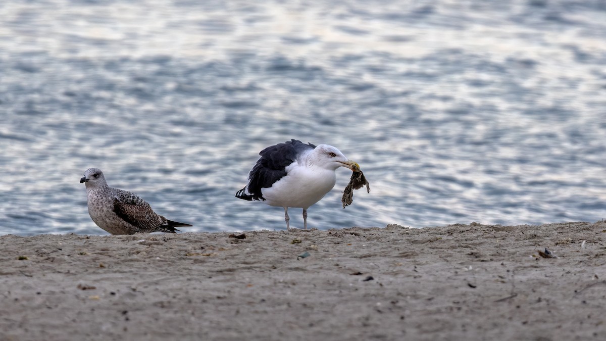 Great Black-backed Gull - ML646654227