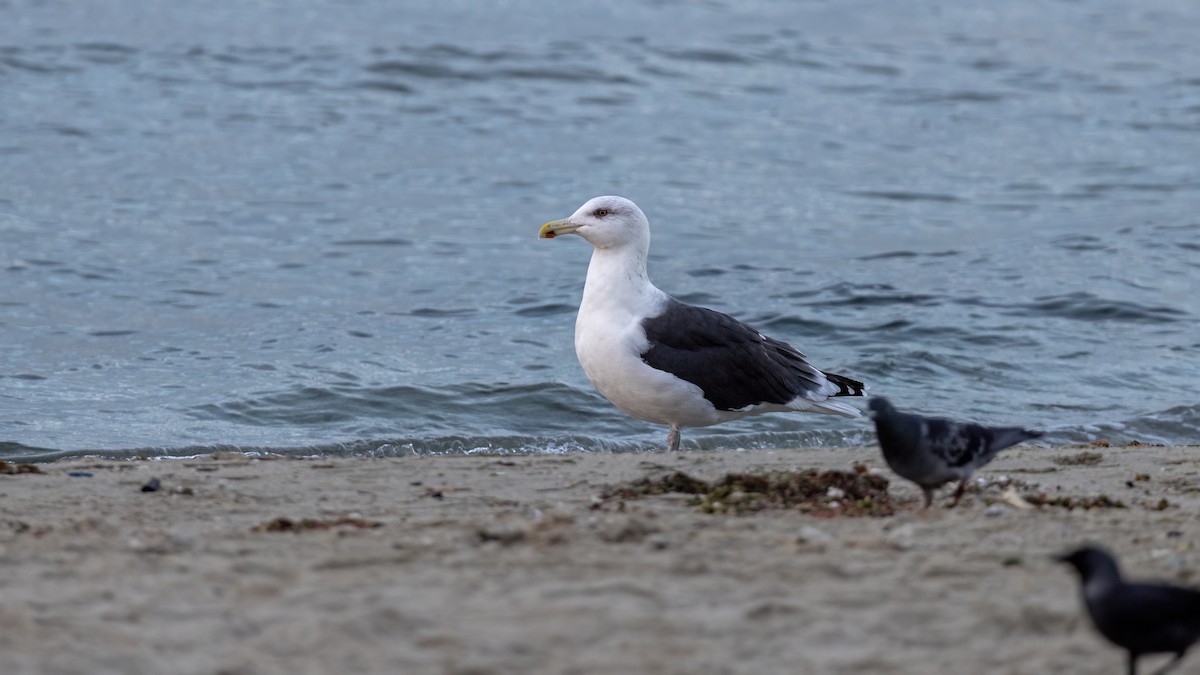 Great Black-backed Gull - ML646654228