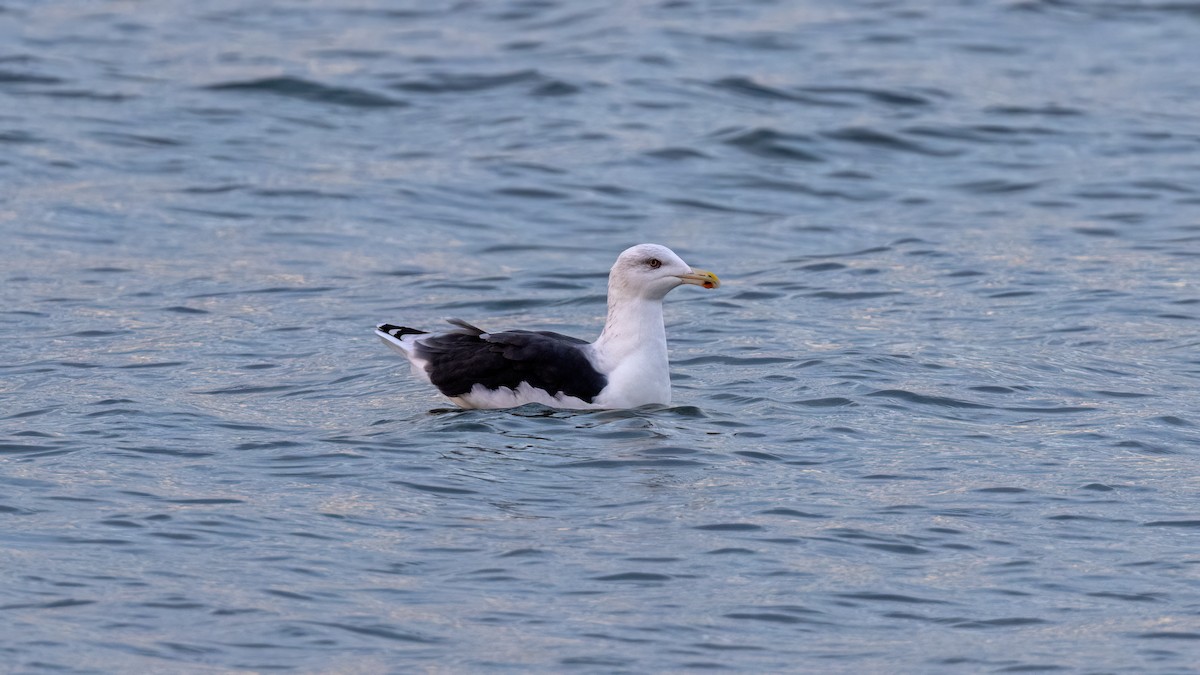 Great Black-backed Gull - ML646654229