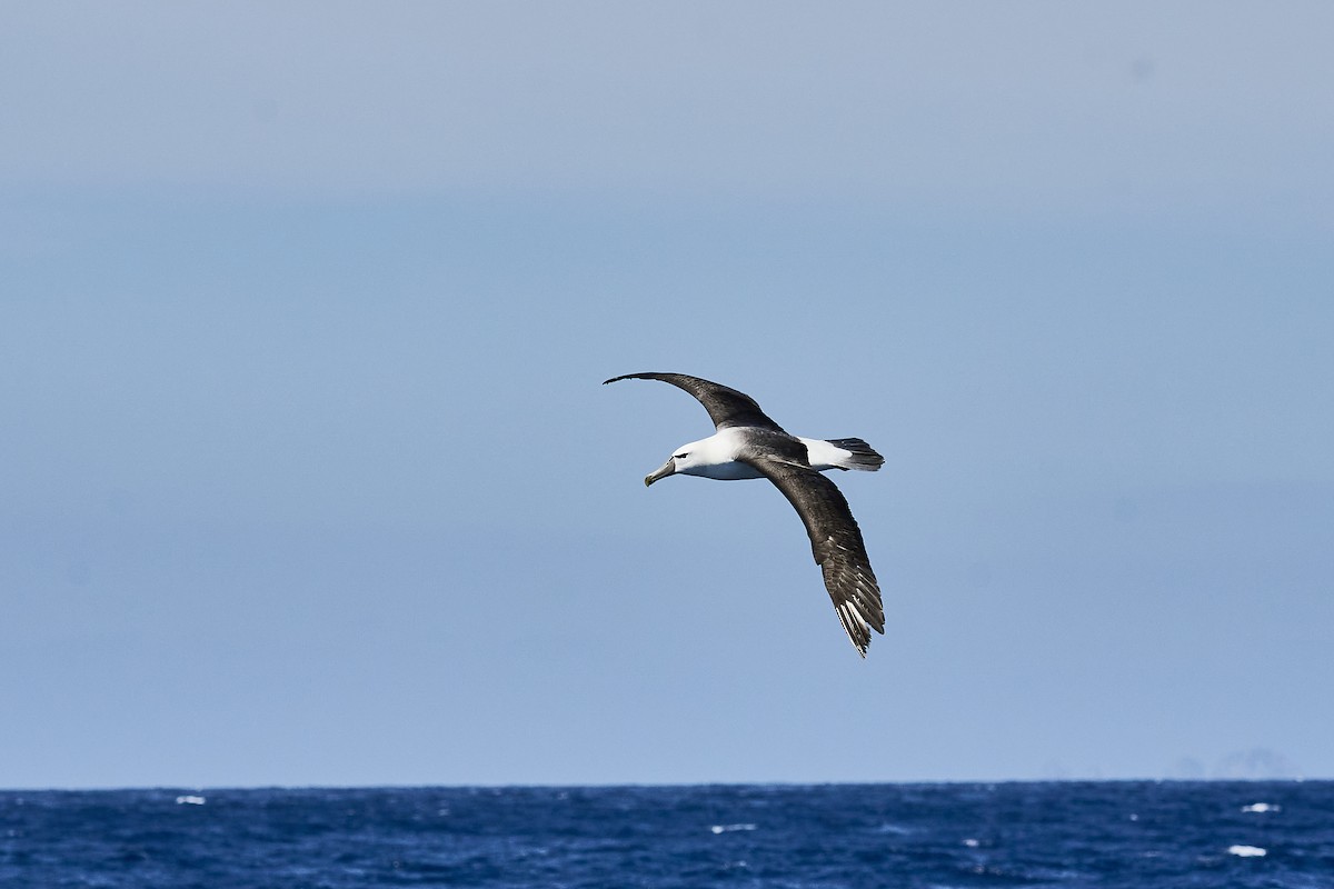 Белошапочный альбатрос - ML646654230