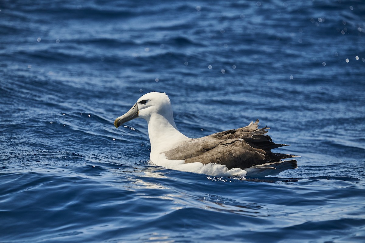 Белошапочный альбатрос - ML646654231