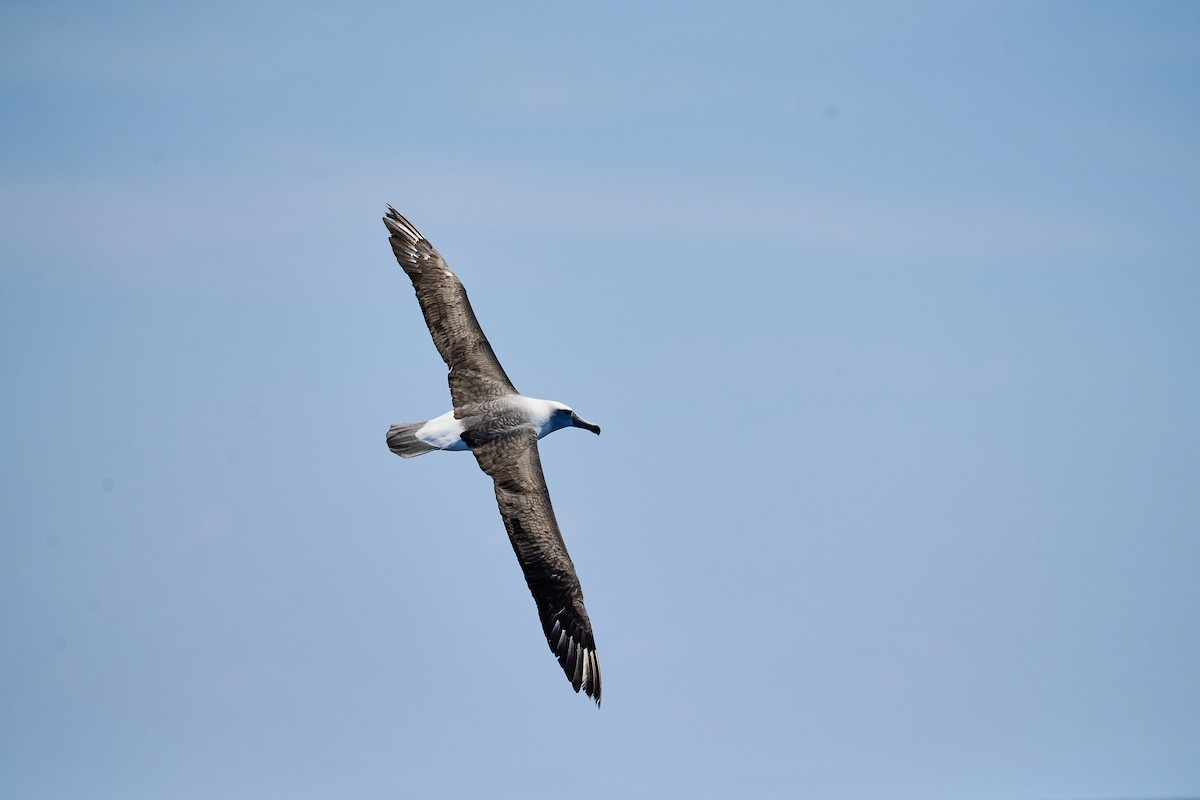 Белошапочный альбатрос - ML646654232