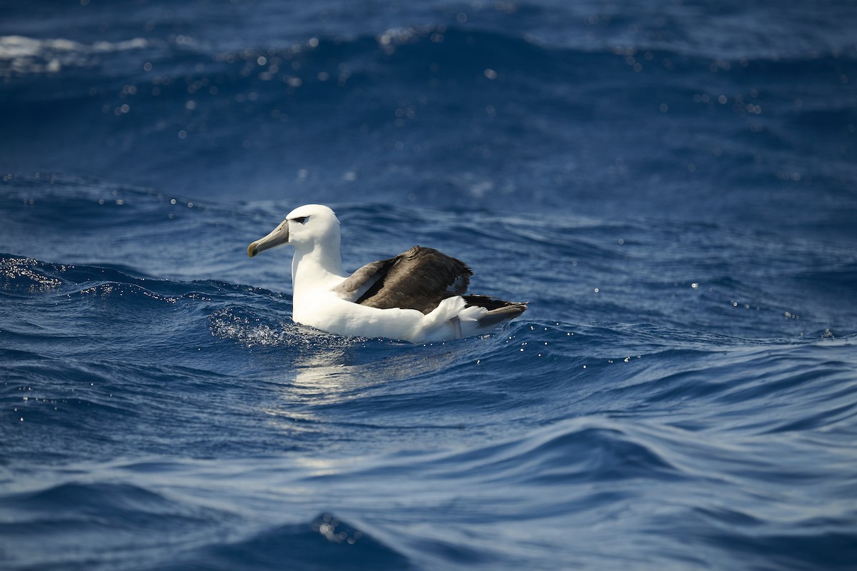 Белошапочный альбатрос - ML646654233