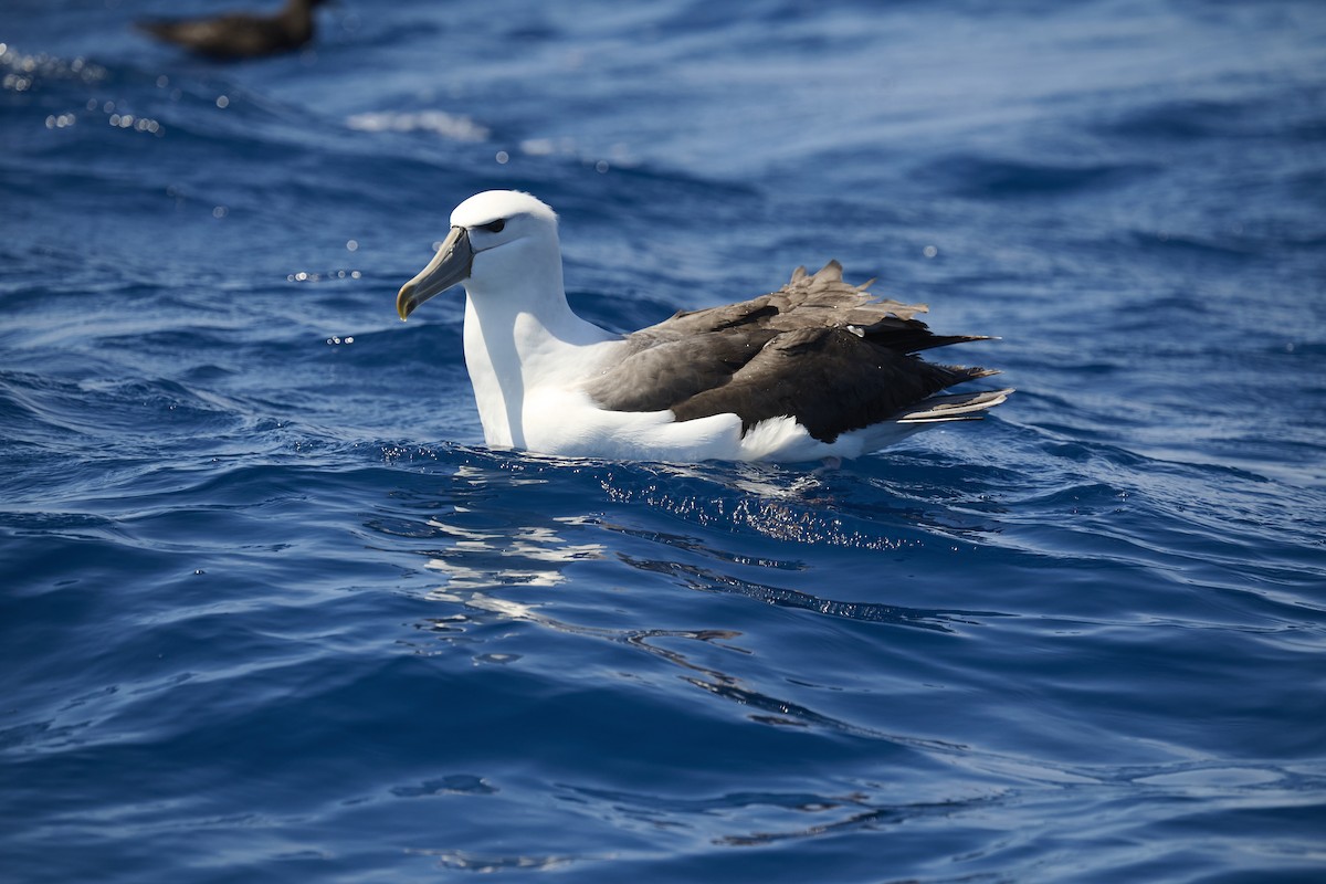 Белошапочный альбатрос - ML646654234