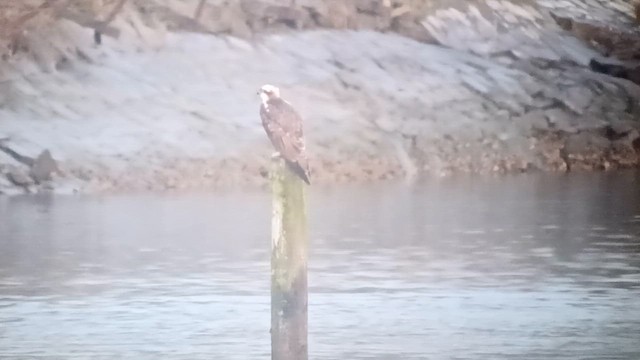 Скопа західна - ML646654236