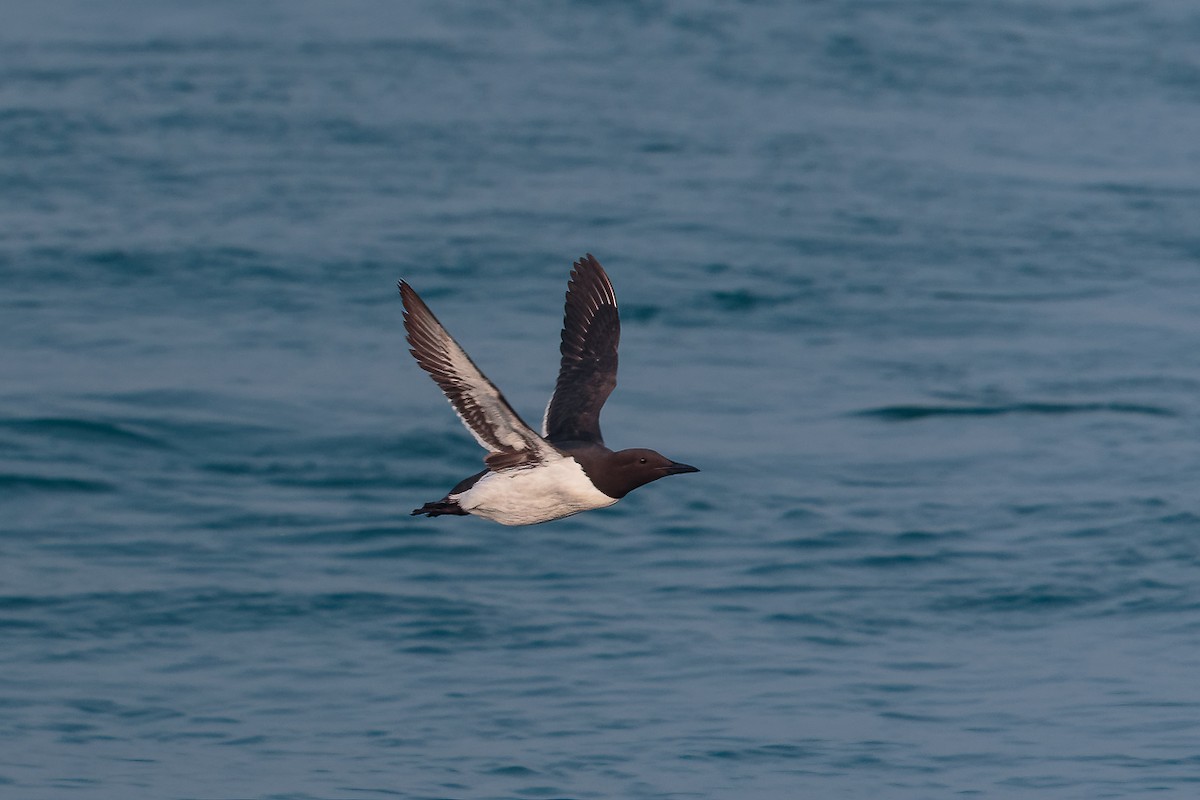 Arao Común - ML646654237