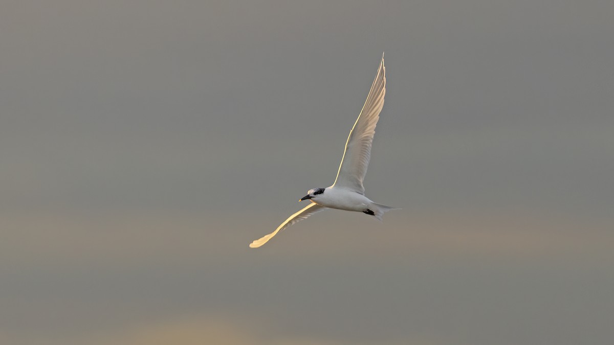 Крячок рябодзьобий - ML646654239