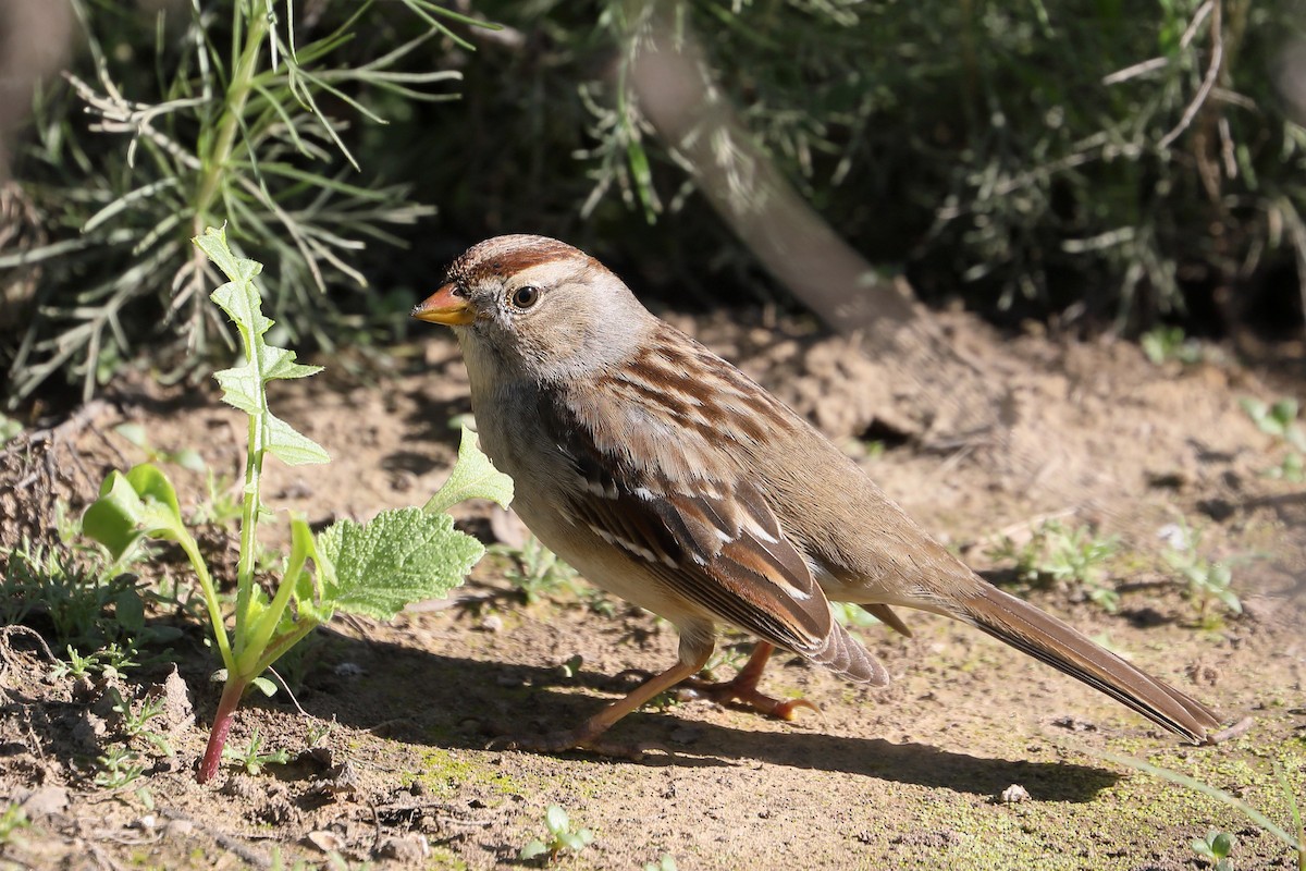 Бруант білобровий - ML646654247