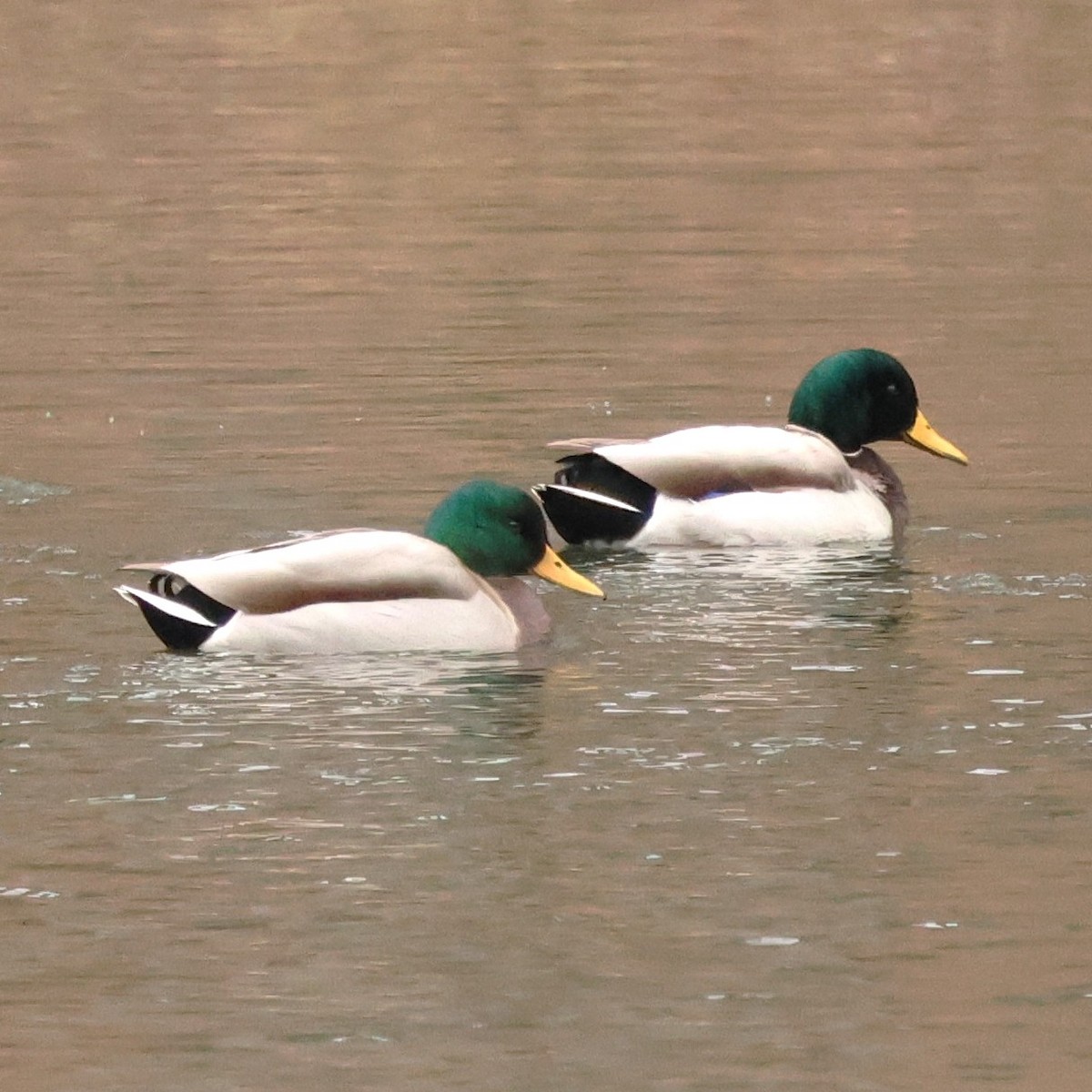 Крижень звичайний - ML646654251