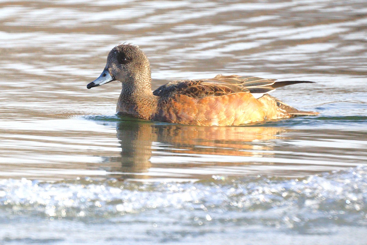 Свищ американський - ML646654252