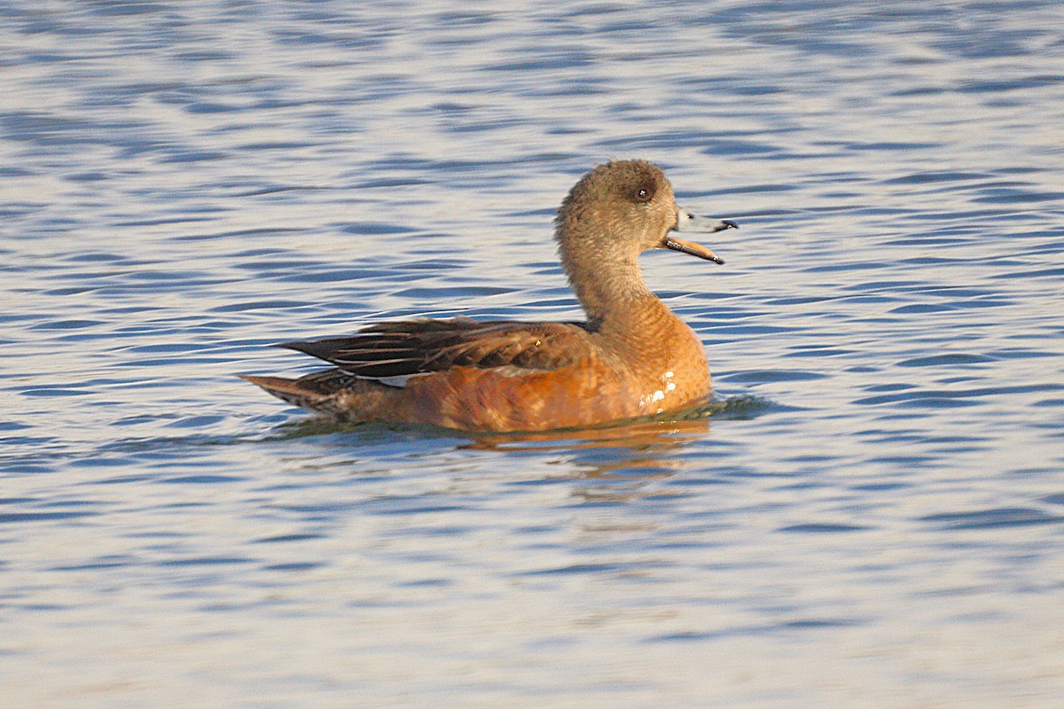 Свищ американський - ML646654253