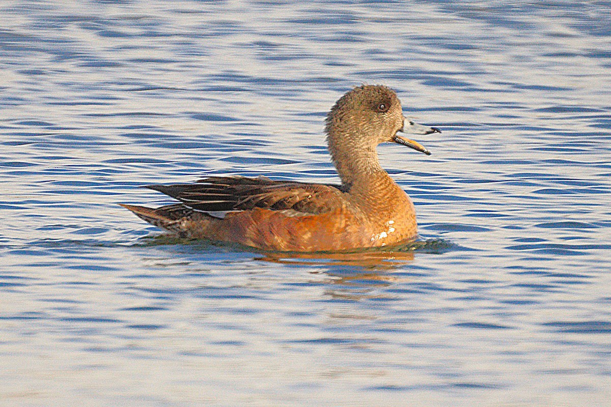 Свищ американський - ML646654256