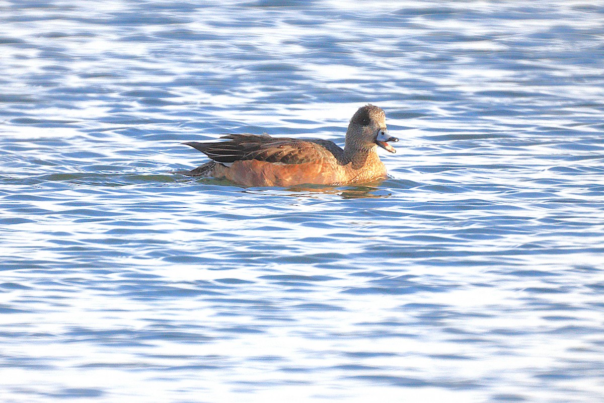 Свищ американський - ML646654257